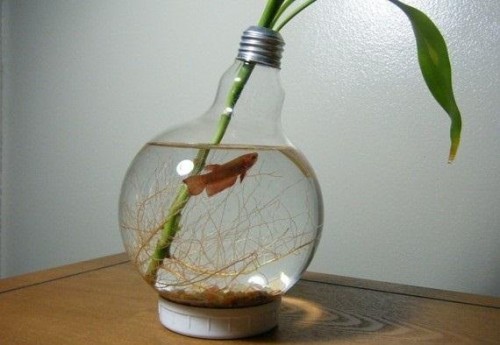 аквариум из электрической лампочки