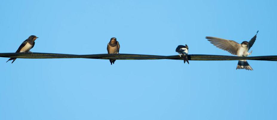 Птицы на кабеле