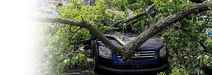 Упало дерево на машину страховой ли случай. Во власти ветра: что делать, если на вашу машину упало дерево