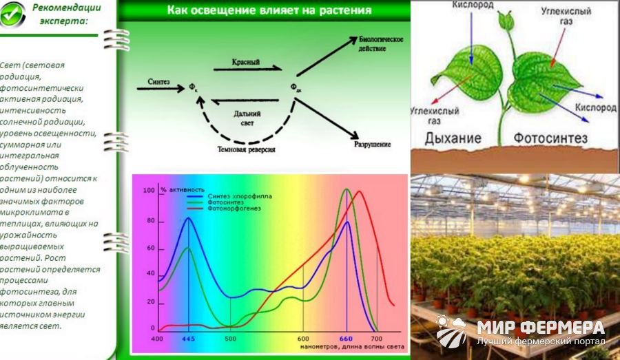 Значение света для растений