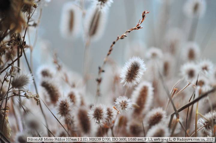 Пример фотографии на Nikon AF 105mm f/2.8D Micro-Nikkor