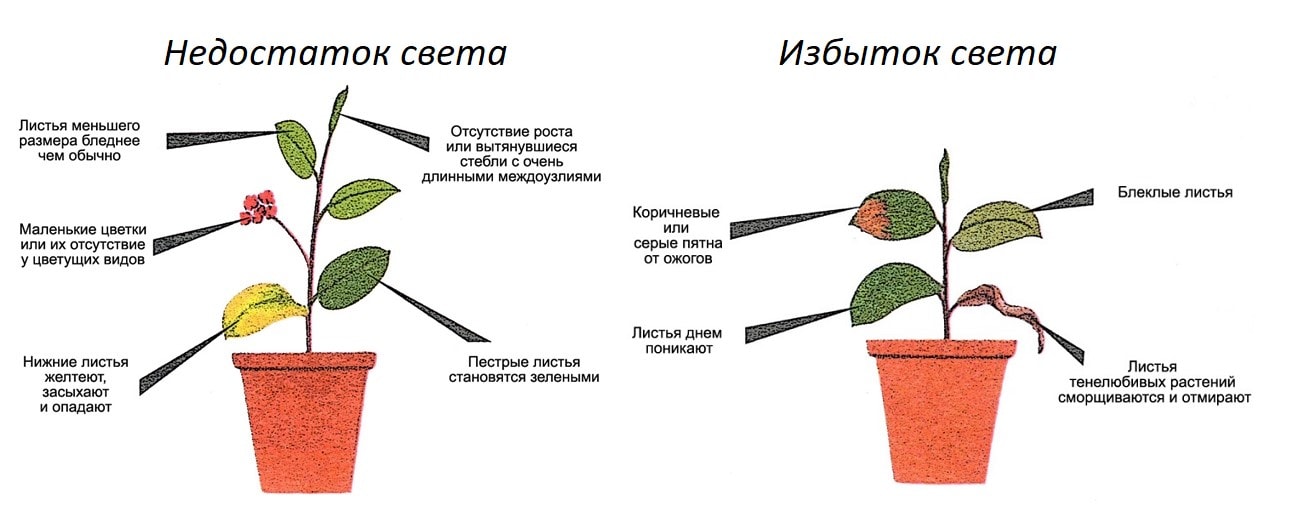 Внешние признаки недостатка или избытка света для растений