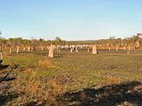 . Сотни компасных термитников видны на фото в поле в северной Австралии. Их высота от нескольких сантиметров до нескольких метров.